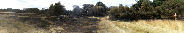 Hollow Ponds after the fire
